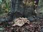 Óriás bokrosgomba (Meripilus giganteus), Budai-hegység